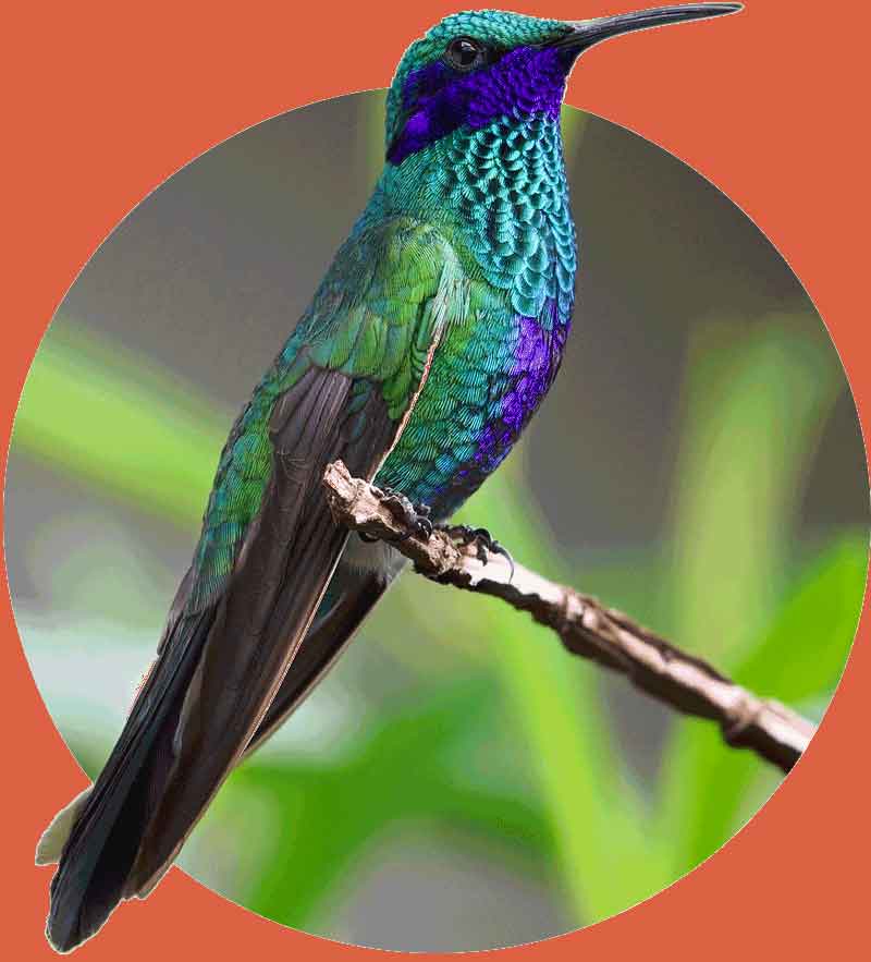 colibri 2
