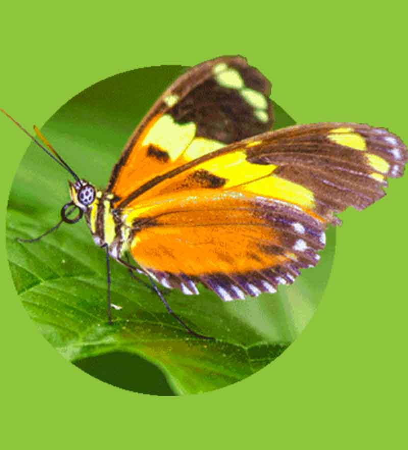 mariposa encontrarás